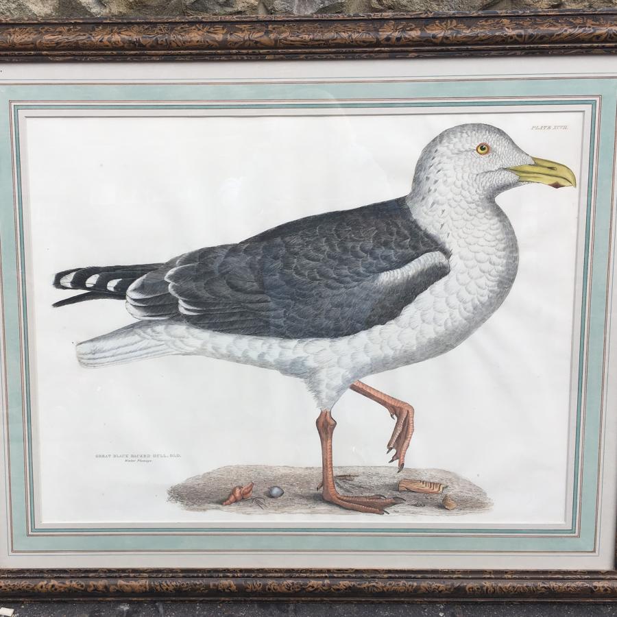 Prideaux coloured engravings of seagull and gannet 19th century