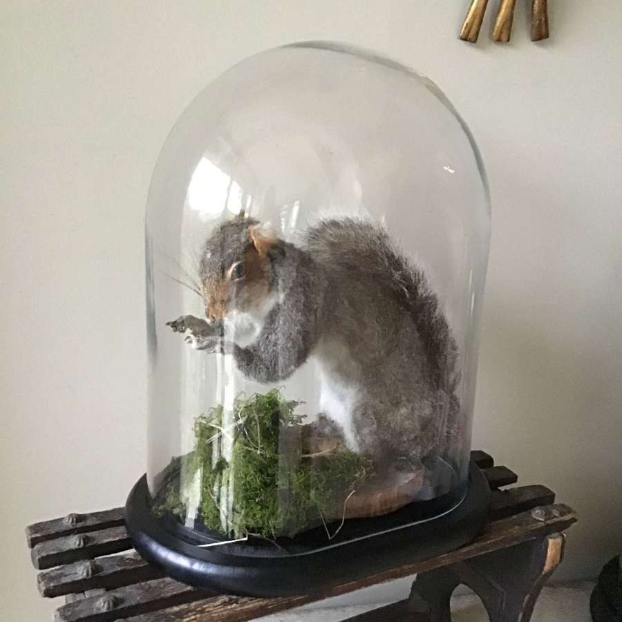 19th century grey squirrel in glass dome